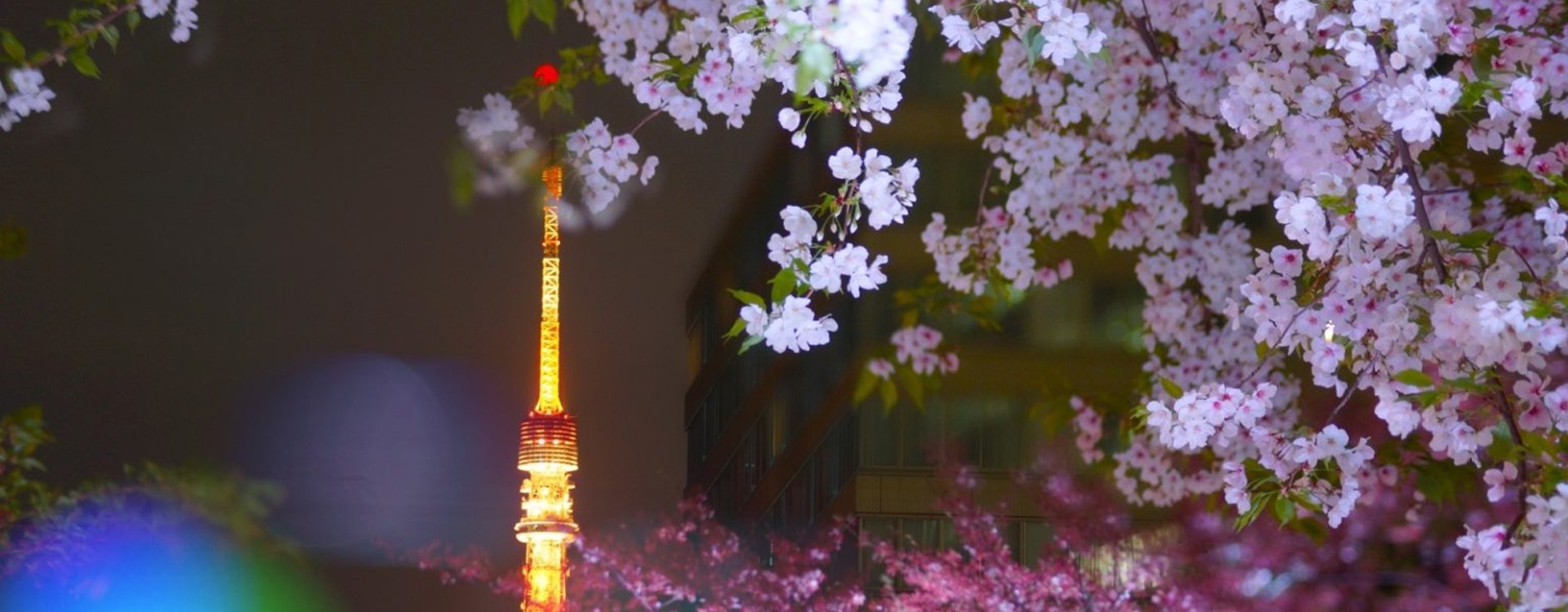 Atrament Graf von Faber-Castell i tradycja kwiatu kwitnącej wiśni