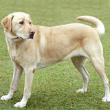 Skórzany brelok VANCA CRAFT | Labrador retriever