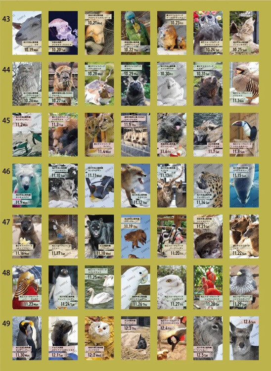 Kalendarz dzienny himekuri 2026 | ZOO