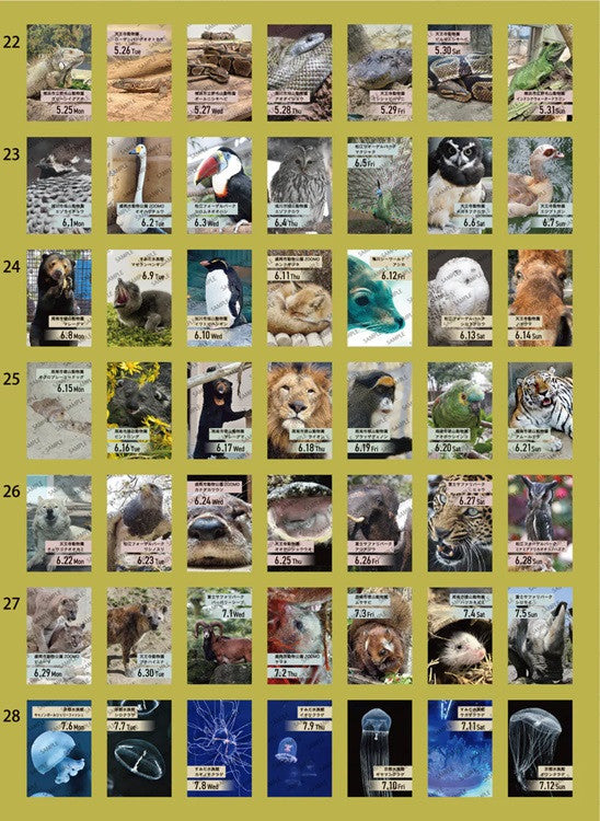 Kalendarz dzienny himekuri 2026 | ZOO