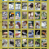 Kalendarz dzienny himekuri 2026 | ZOO