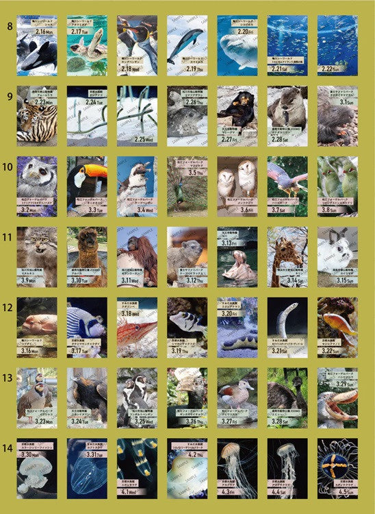 Kalendarz dzienny himekuri 2026 | ZOO