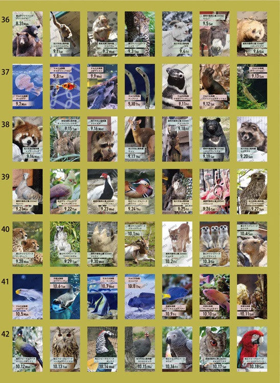 Kalendarz dzienny himekuri 2026 | ZOO