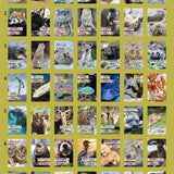 Kalendarz dzienny himekuri 2026 | ZOO