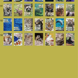 Kalendarz dzienny himekuri 2026 | ZOO