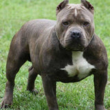 Skórzany brelok VANCA CRAFT | Pit Bull