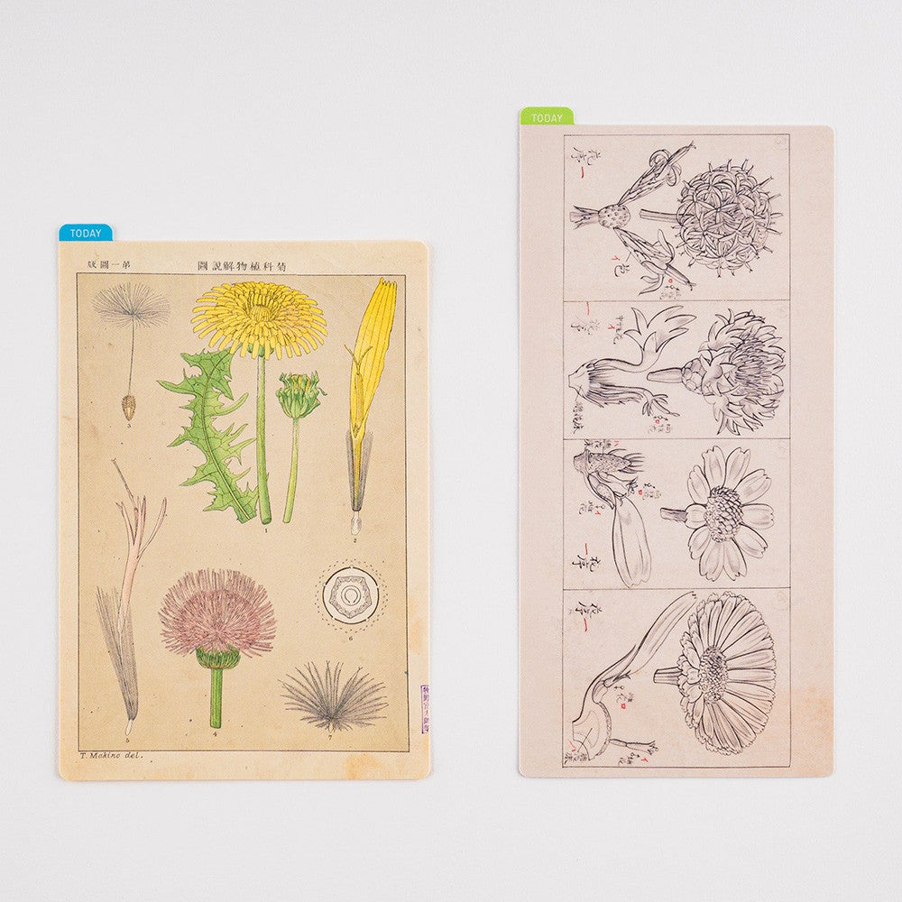Liniuszek Hobonichi Weeks | Tomitaro Makino