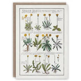 Kartka okolicznościowa | Mniszki lekarskie