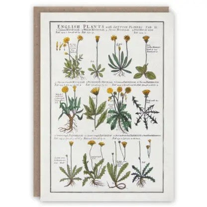 Kartka okolicznościowa | Mniszki lekarskie