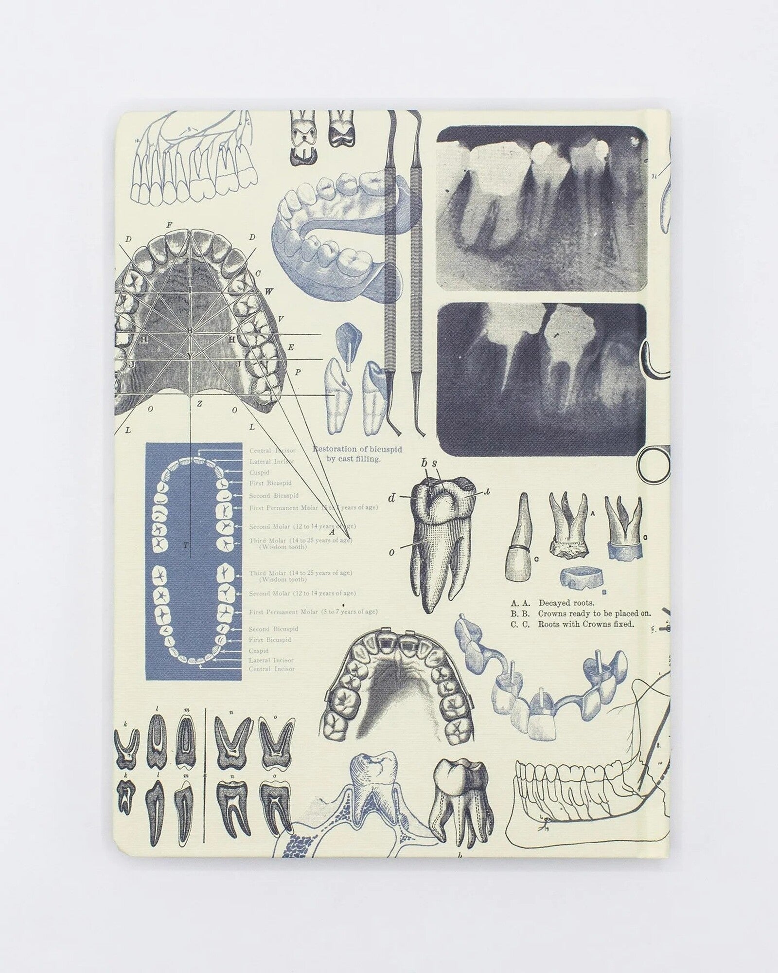 Notatnik Cognitive Surplus w twardej oprawie | Stomatologia