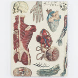 Notatnik Cognitive Surplus w twardej oprawie | Anatomia