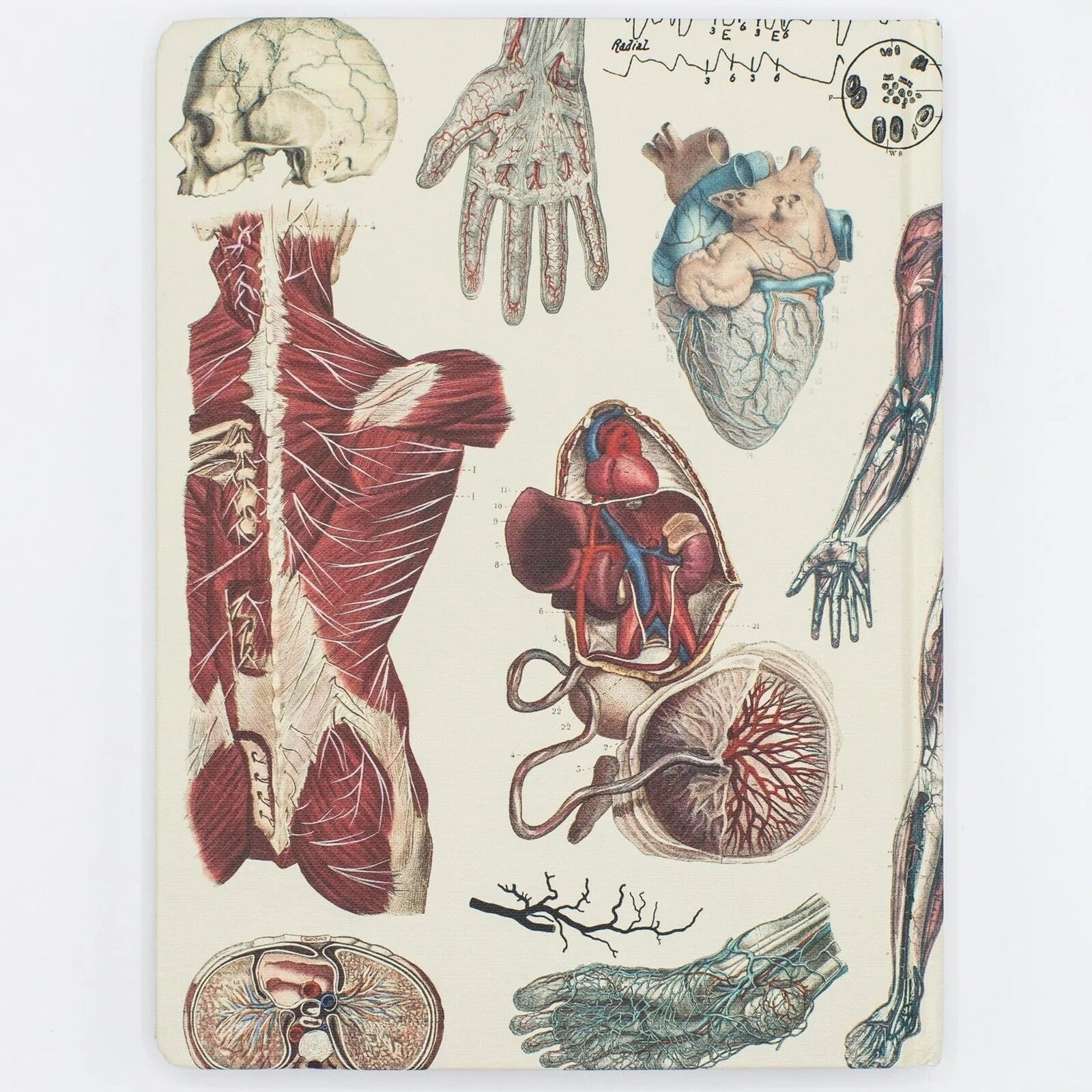 Notatnik Cognitive Surplus w twardej oprawie | Anatomia