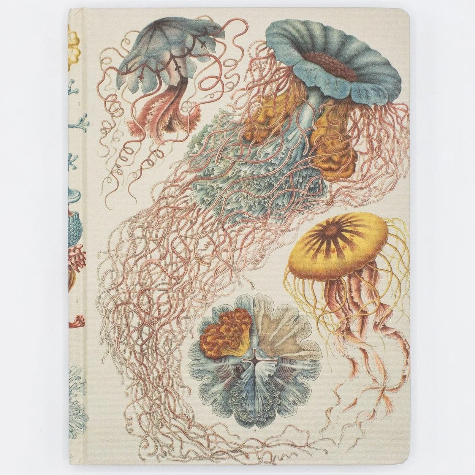 Notatnik Cognitive Surplus w twardej oprawie | Meduzy Haeckela