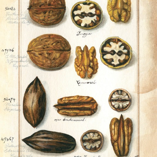 Kartka Bomo Art | Orzechy