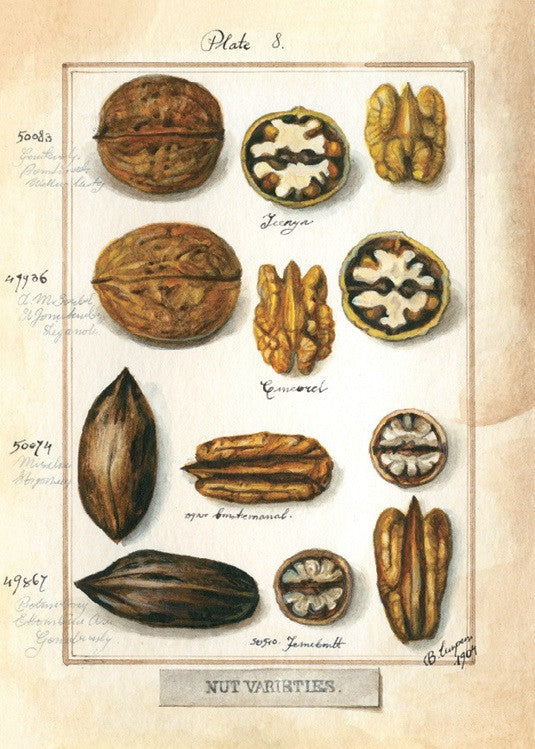 Kartka Bomo Art | Orzechy