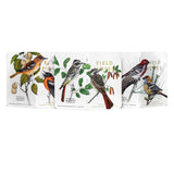 Notesy Field Notes Ptaki i Drzewa Ameryki Północnej 3 szt. w linie