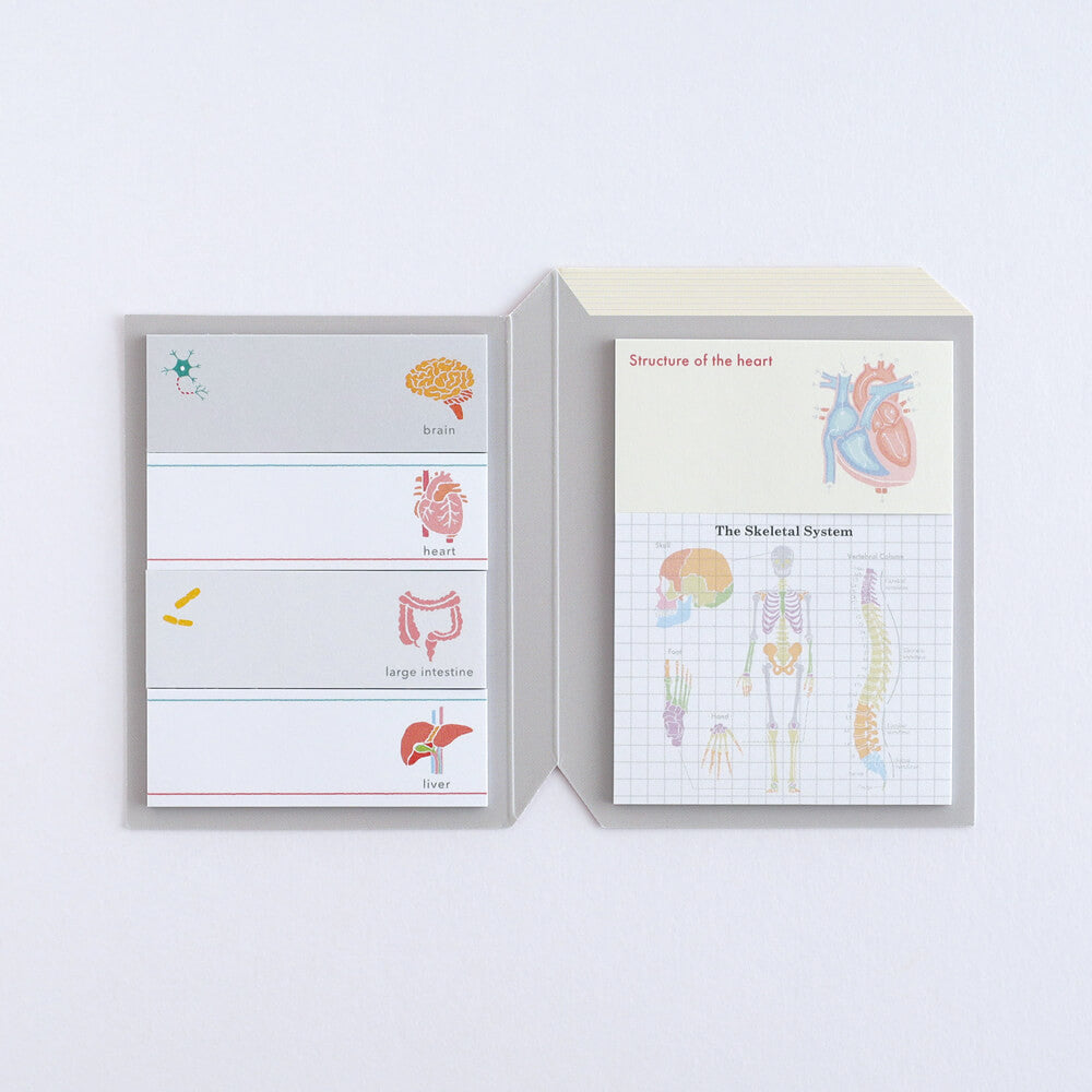 Karteczki indeksujące Study Holic | Fizjologia człowieka