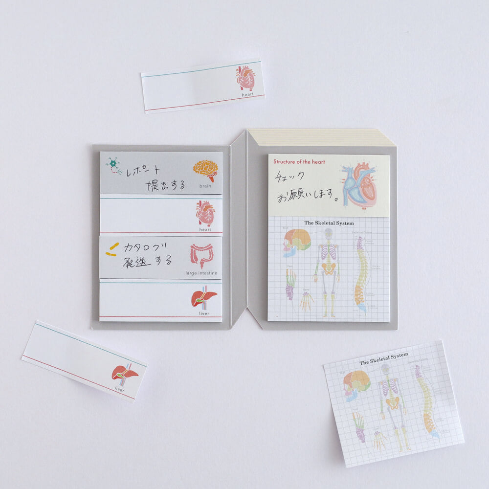 Karteczki indeksujące Study Holic | Fizjologia człowieka