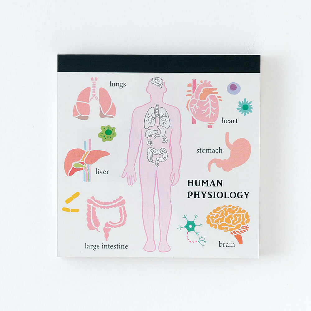 Notes Memo Pad Study Holic | Fizjologia człowieka