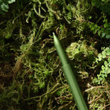Cienkopis na atrament Tom's Studio The Wren | Botanica | Edycja Limitowana