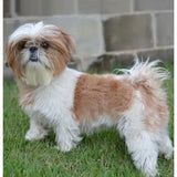 Skórzany brelok VANCA CRAFT | Shih Tzu