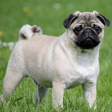 Skórzany brelok VANCA CRAFT | Mops